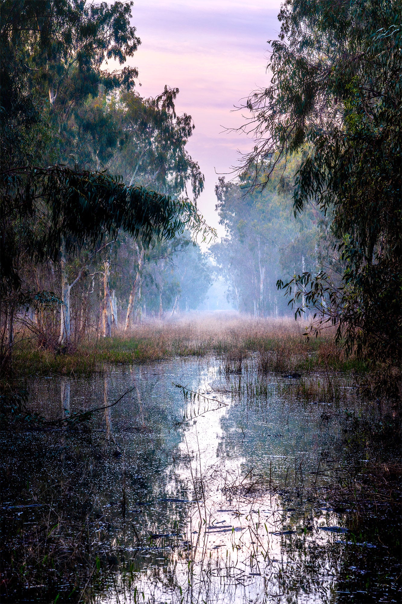 Misty Morning