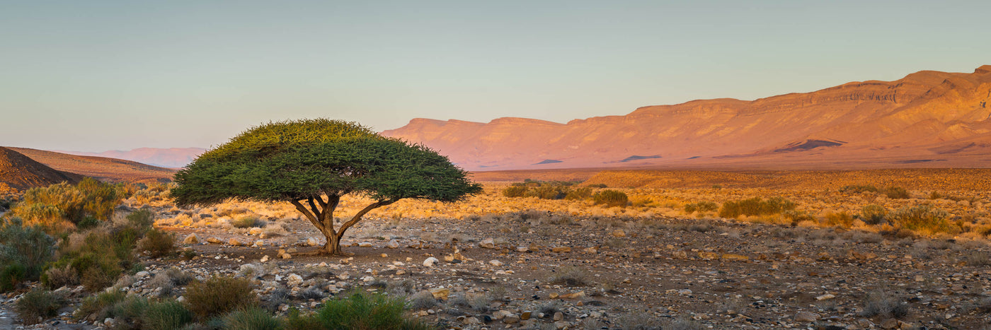 Resilience - By Yehoshua Aryeh - Photograph of Israel -3200x2000px-