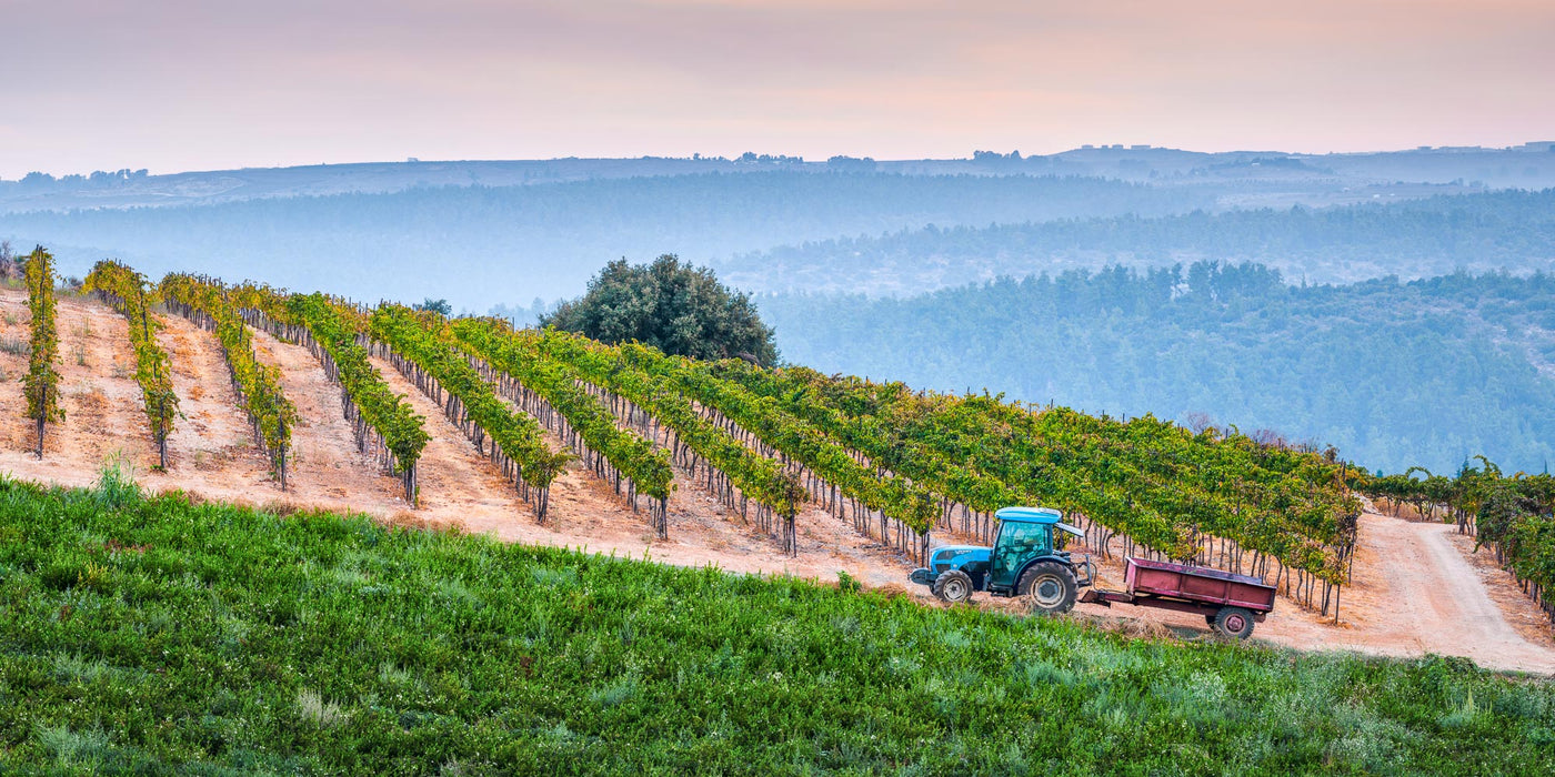 Bestowed - By Yehoshua Aryeh - Photograph of Israel - Galil Mountains Vineyard