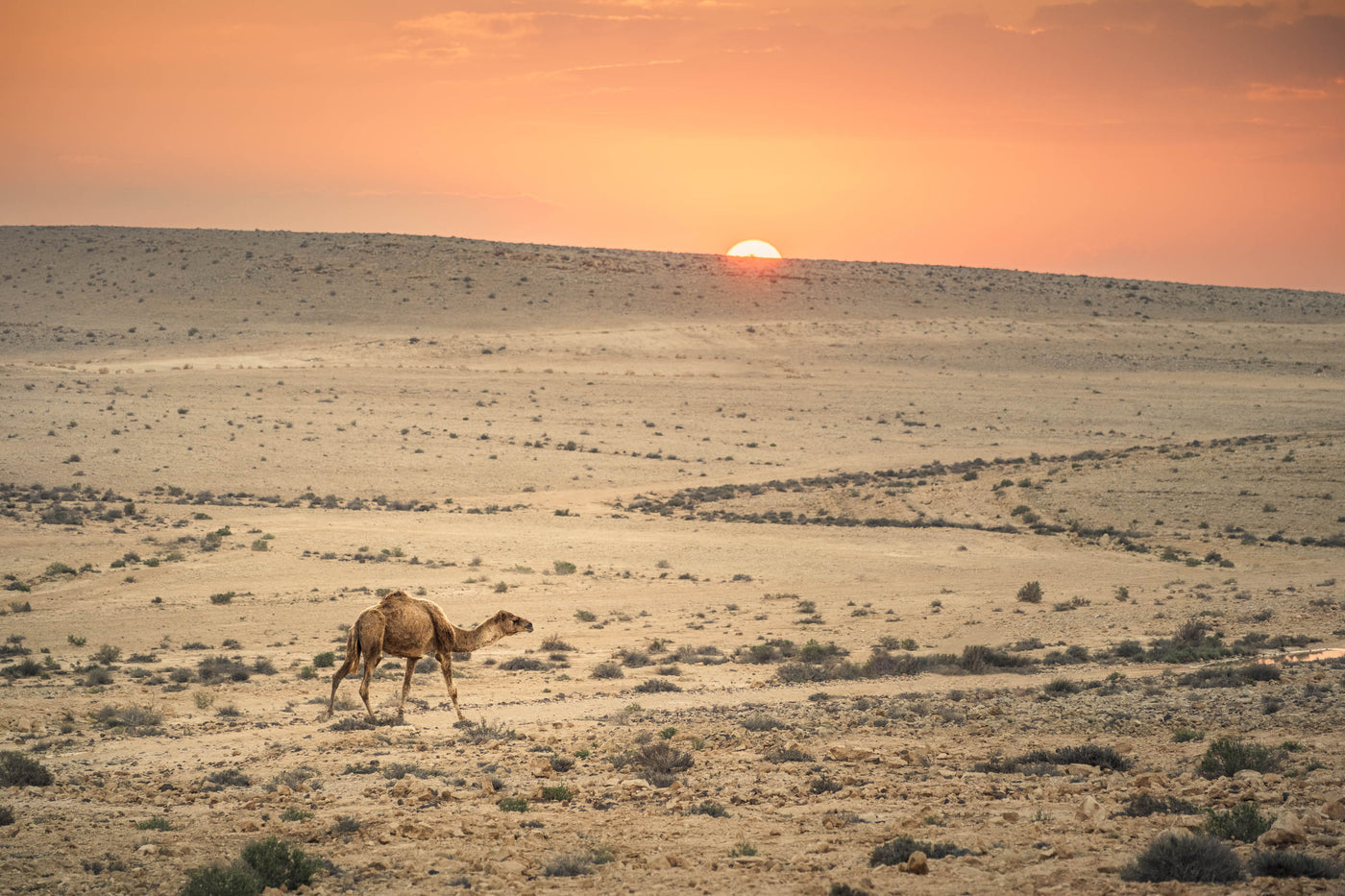 The Wanderer - By Yehoshua Aryeh - Photograph of Israel -3200x2000px-