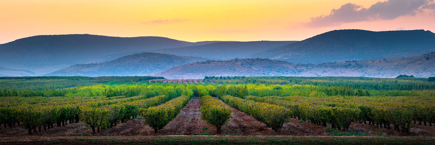 Blossom — Hula Valley