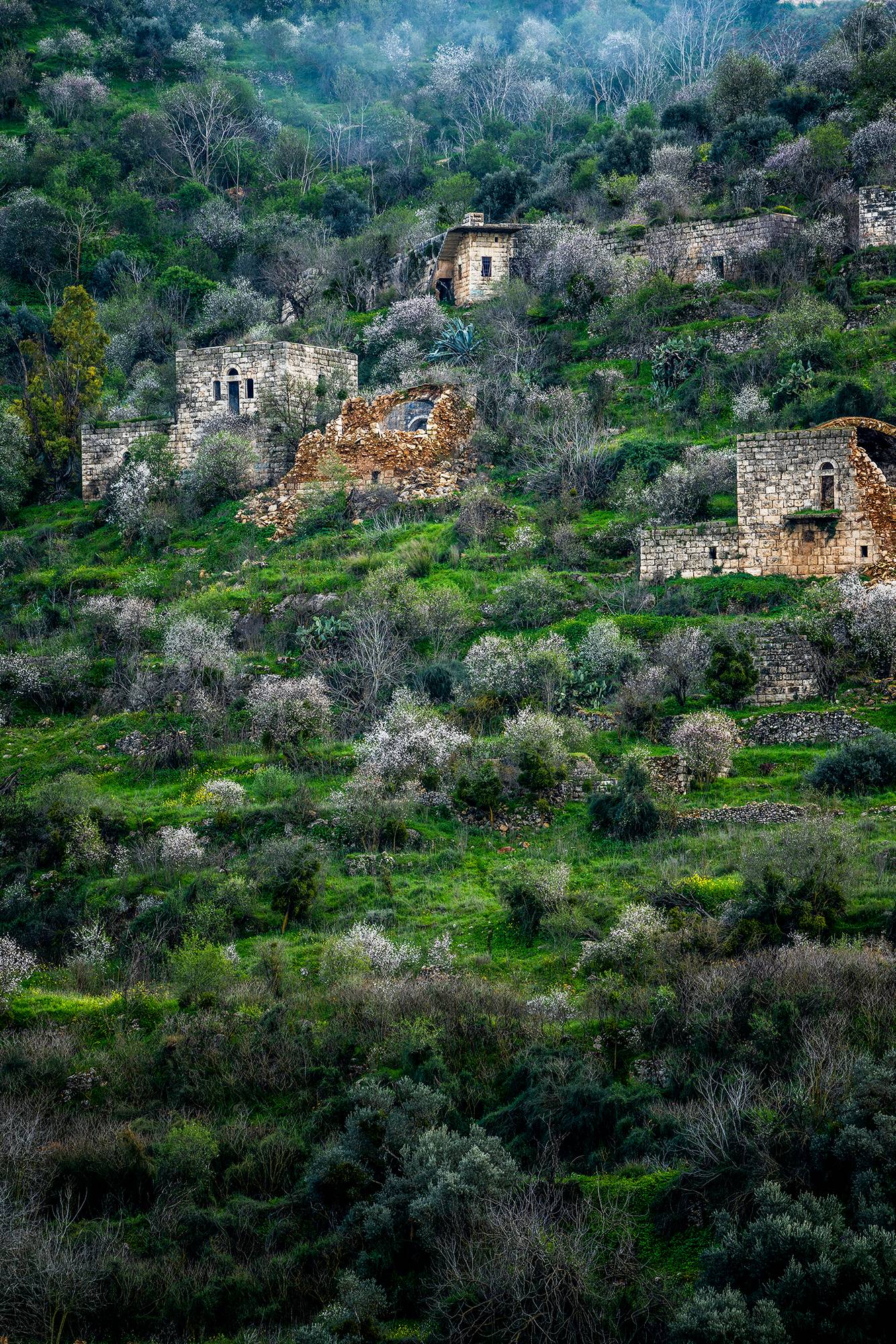 Renewal - By Yehoshua Aryeh - Photograph of Israel - Jerusalem Blo