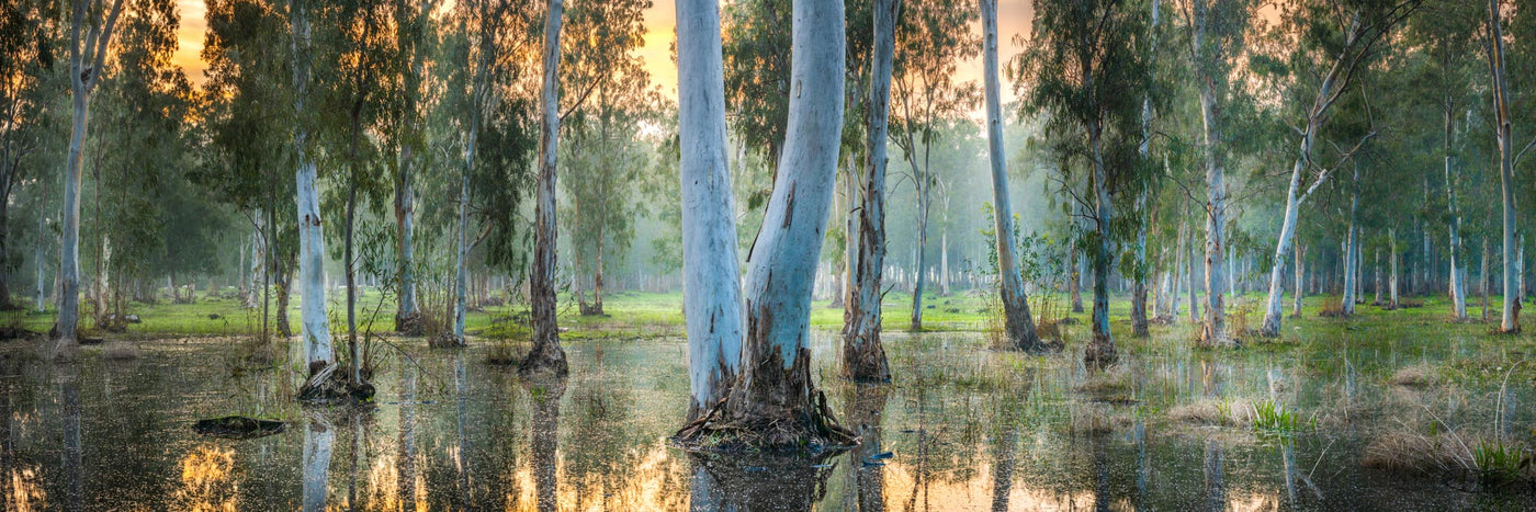 Collaborate - By Yehoshua Aryeh - Photograph of Israel - Hadera Forest