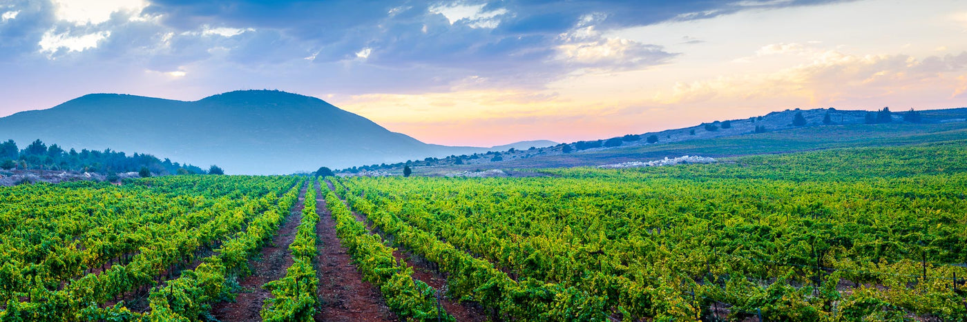 Revealed - By Yehoshua Aryeh - Photograph of Israel - Galil Mountains Vineyard