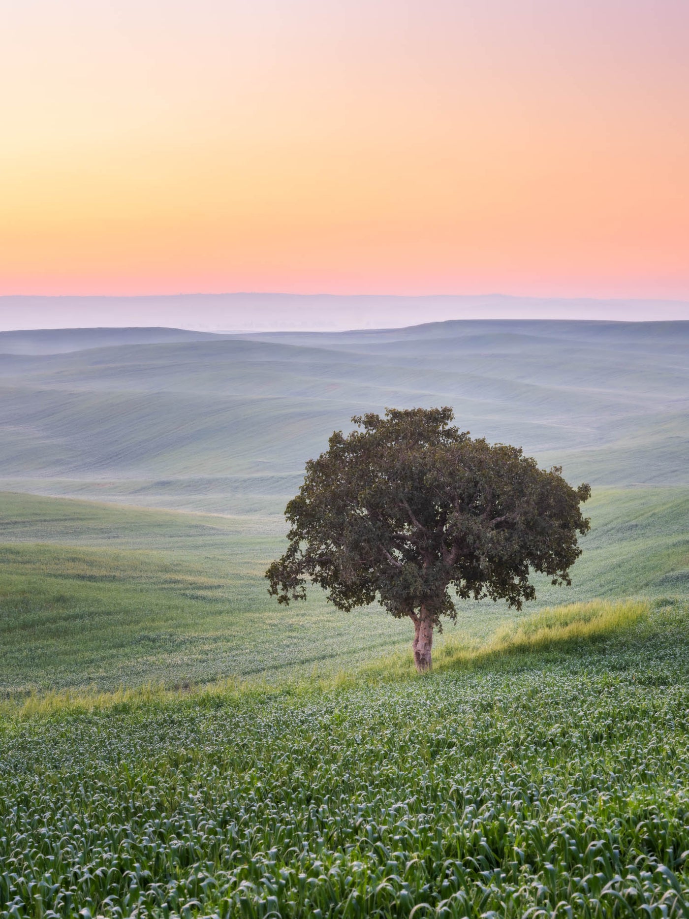 Compassion - By Yehoshua Aryeh - Photograph of Israel [2000px]