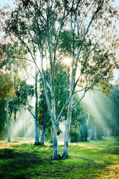 Emanations - By Yehoshua Aryeh - Hadera Forest Israel